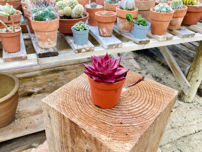 Echeveria agavoides 'Atlas' - Rare Collectors Succulent - 7cm Pot