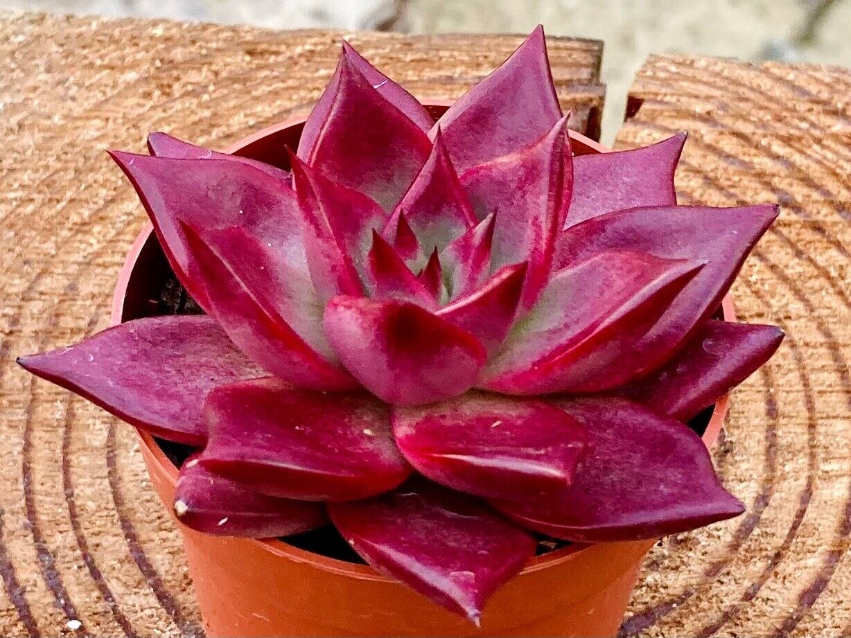 Echeveria agavoides 'Atlas' - Rare Collectors Succulent - 7cm Pot