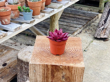 Echeveria agavoides 'Atlas' - Rare Collectors Succulent - 7cm Pot