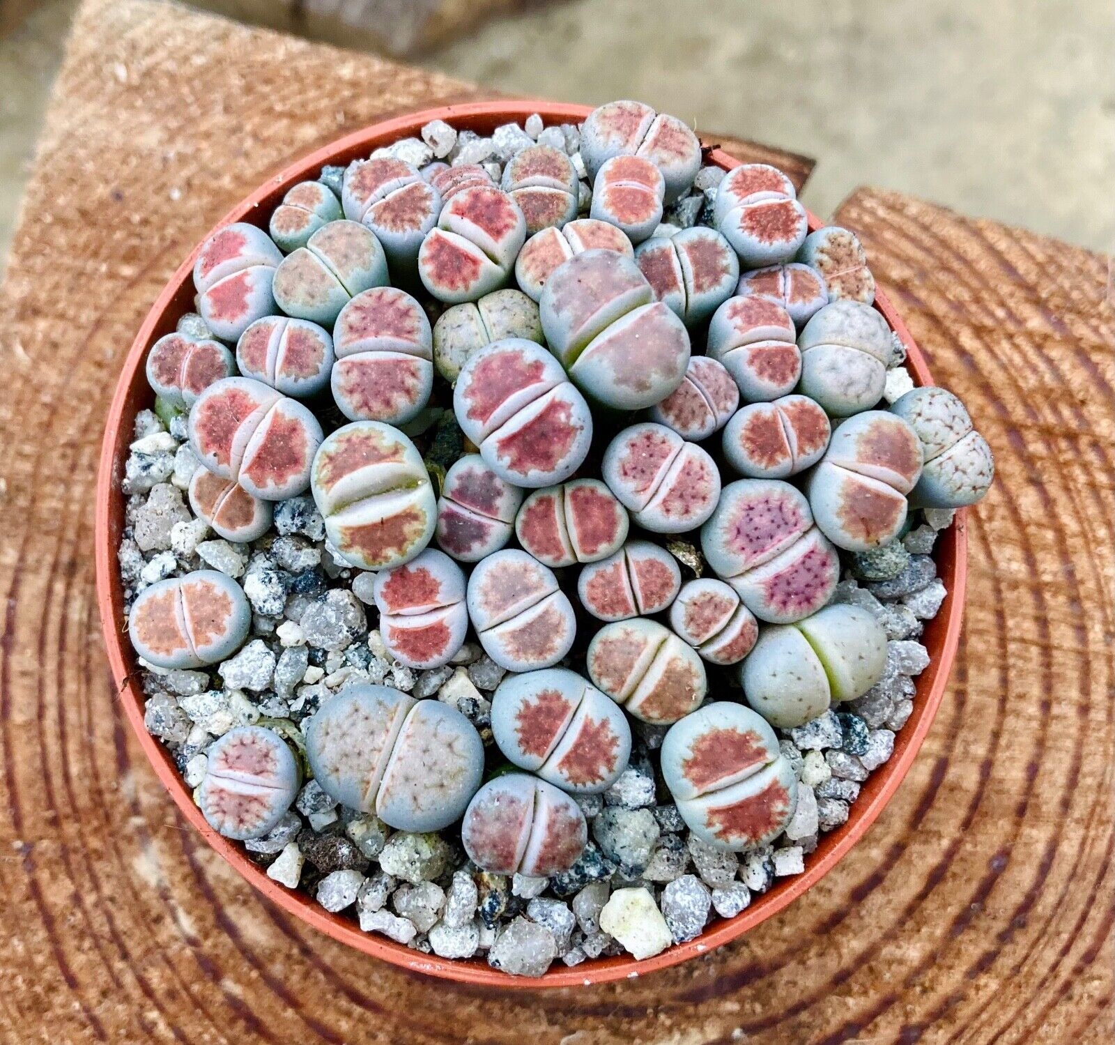 Lithops 'karasmontana' bicolor - Pebble Plants - Rare - 8.5cm Pot - ACTUAL PLANT