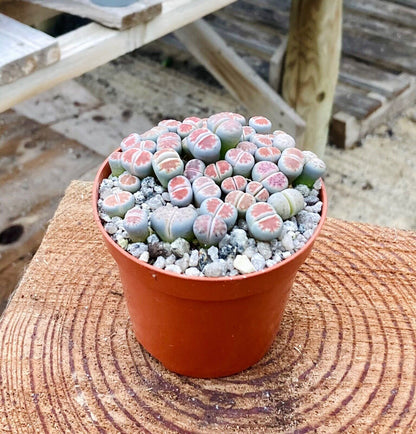 Lithops 'karasmontana' bicolor - Pebble Plants - Rare - 8.5cm Pot - ACTUAL PLANT