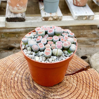 Lithops 'karasmontana' bicolor - Pebble Plants - Rare - 8.5cm Pot - ACTUAL PLANT