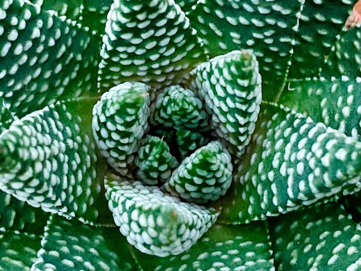 Haworthia 'Royal Albert' - 'Royal Zebra' plant - Stunning Haworthia - 8.5cm Pot