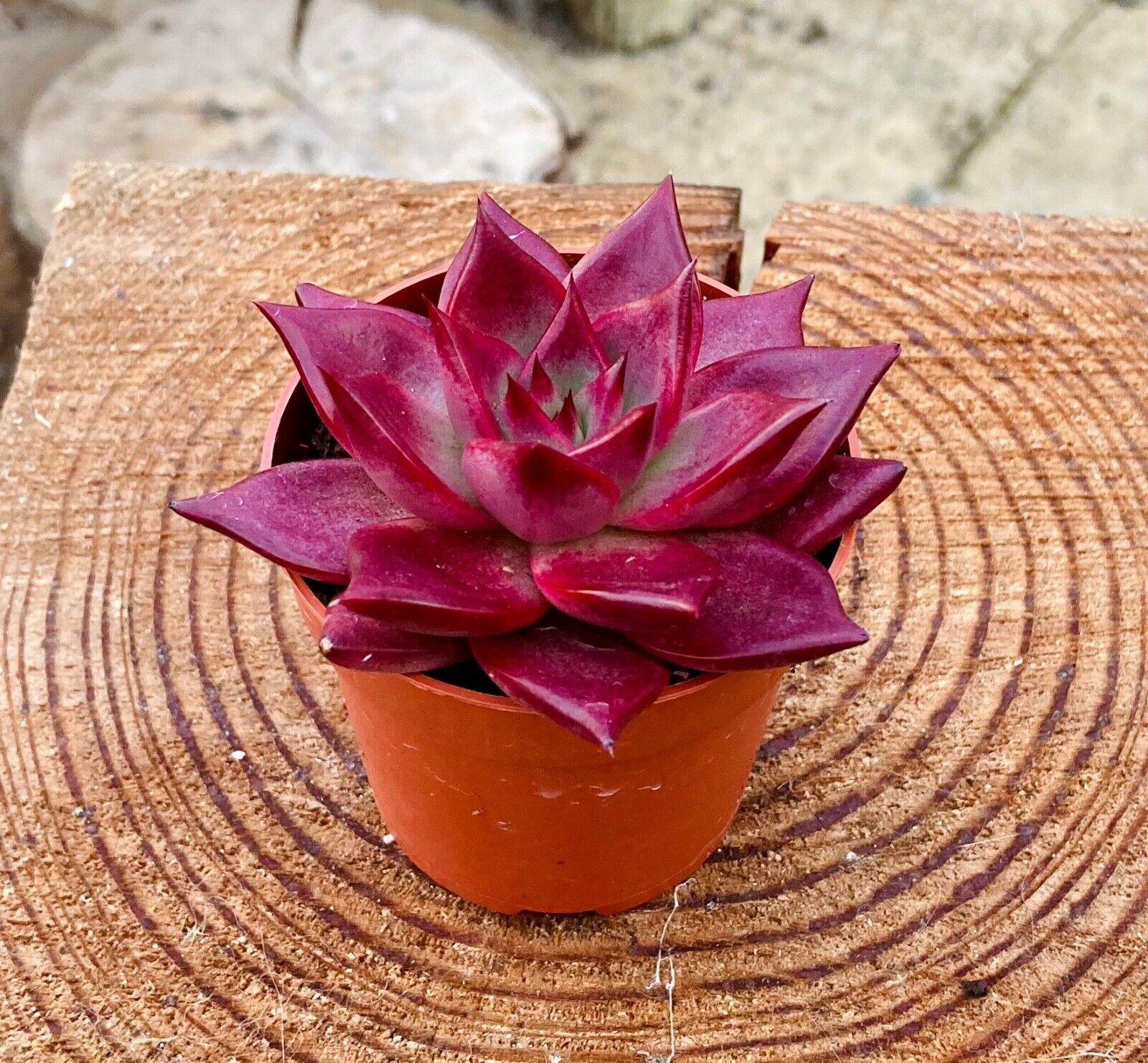 Echeveria agavoides 'Atlas' - Rare Collectors Succulent - 7cm Pot