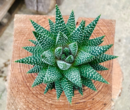 Haworthia 'Royal Albert' - 'Royal Zebra' plant - Stunning Haworthia - 8.5cm Pot