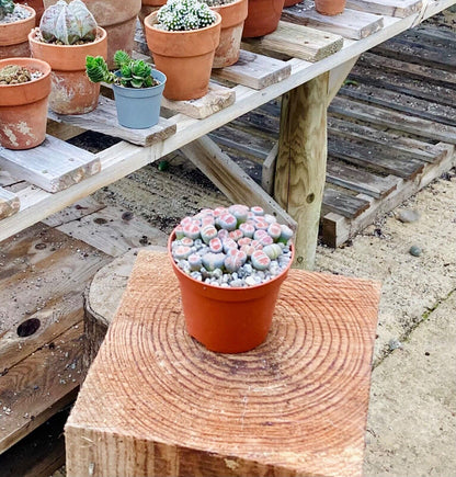 Lithops 'karasmontana' bicolor - Pebble Plants - Rare - 8.5cm Pot - ACTUAL PLANT