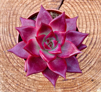 Echeveria agavoides 'Atlas' - Rare Collectors Succulent - 7cm Pot