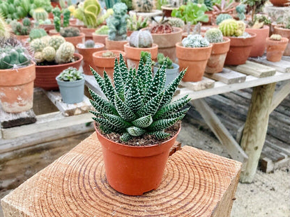 Haworthia 'Royal Albert' - 'Royal Zebra' plant - Stunning Haworthia - 8.5cm Pot